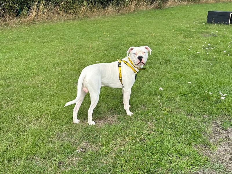 American Bulldog for adoption in Uxbridge, London – 9 months old