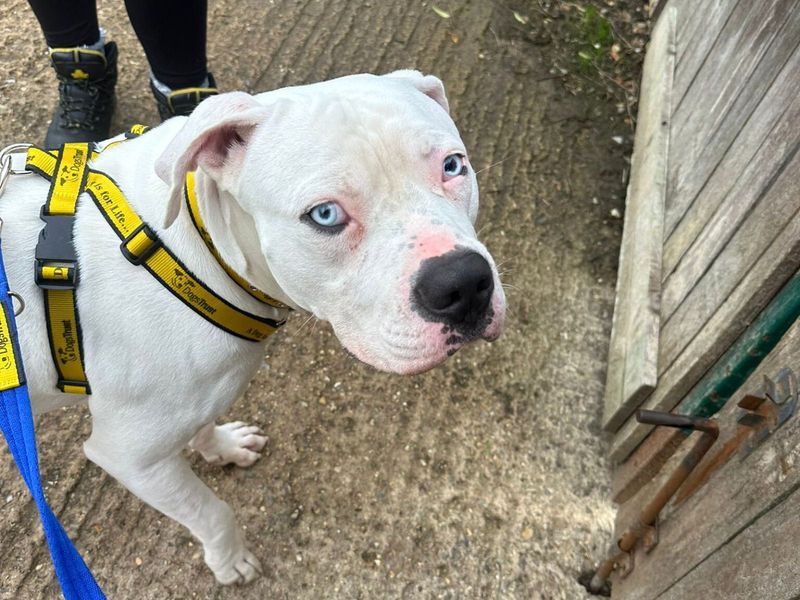 American Bulldog for adoption in Uxbridge, London – 11 months old - Image 2 of 2