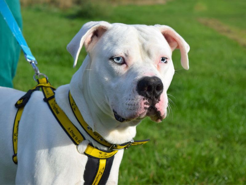 Polo | American Bulldog | Harefield West London - 1