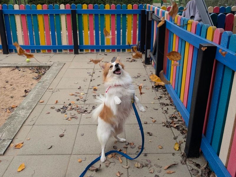 Bean | German Spitz (Mittel) Cross | Basildon (Essex) - 1