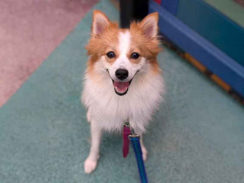 undefined | German Spitz (Mittel) Cross | undefined - 4