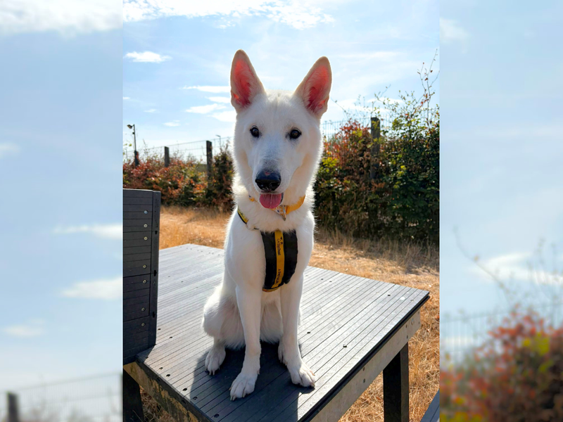 Lola | Akita Cross | Cardiff - 1