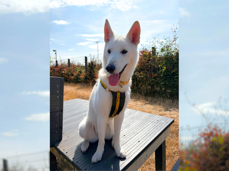 Lola | Akita Cross | Cardiff - 2