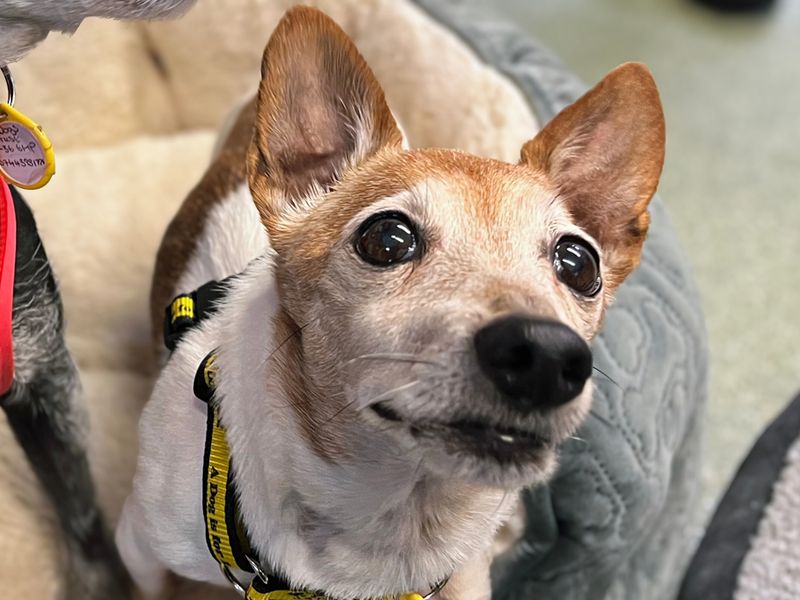 Jack Russell Terrier for adoption in Liverpool, Merseyside – 13 years old