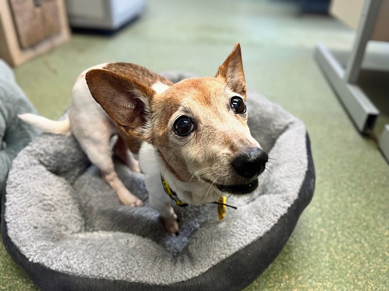 Jack Russell Terrier for adoption in Liverpool, Merseyside – 13 years old - Image 3 of 3
