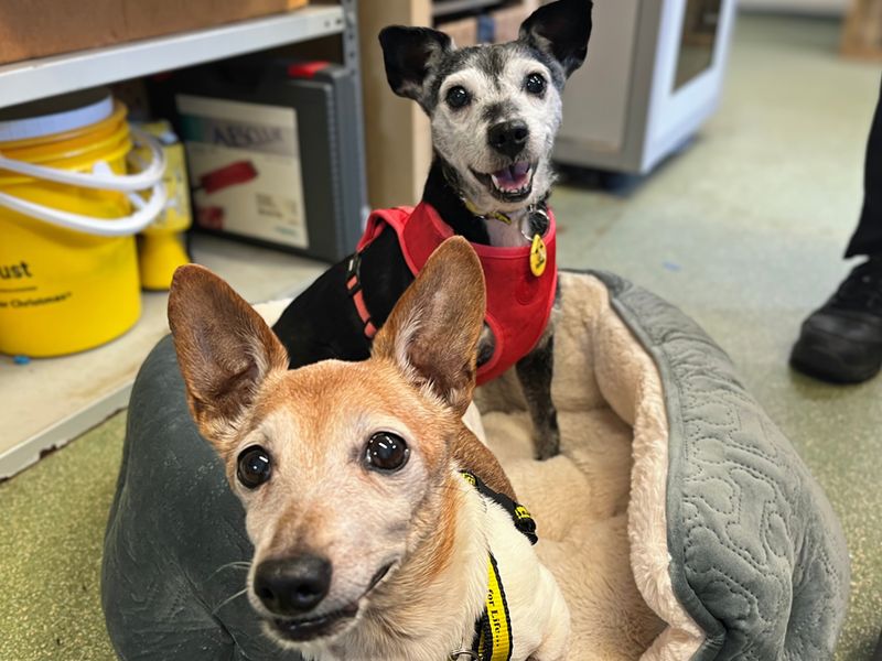 Poppy, a 8 years old female Unknown available for adoption from Dogs Trust in Liverpool, Merseyside