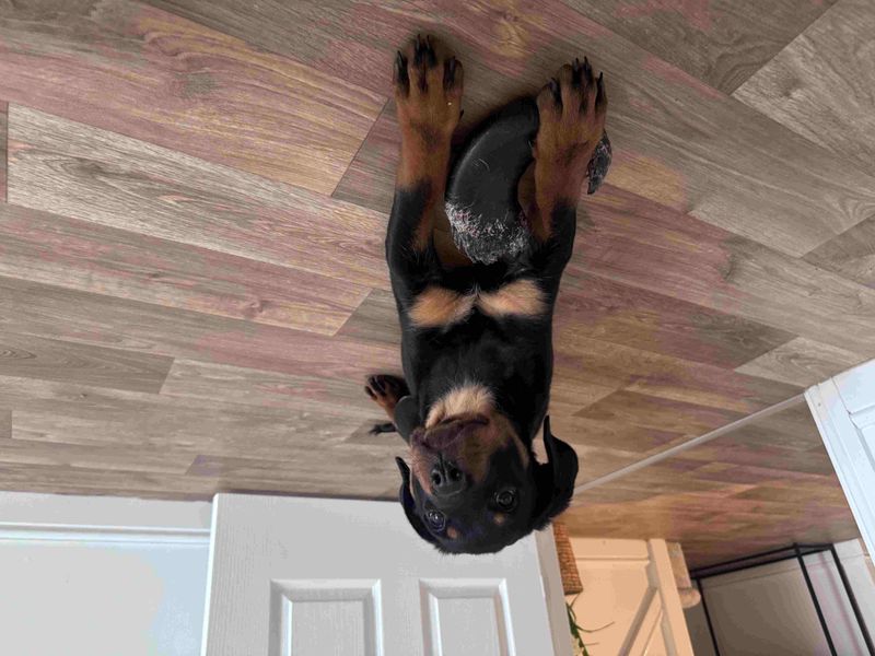 Rottweiler for adoption in Wymeswold, Leicestershire – 3 months old - Image 4 of 4