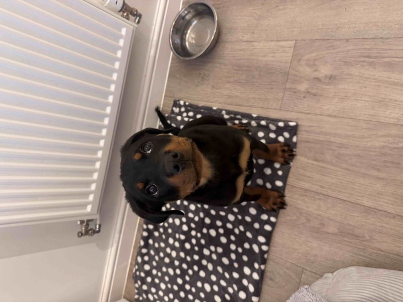 Rottweiler for adoption in Wymeswold, Leicestershire – 3 months old - Image 3 of 4