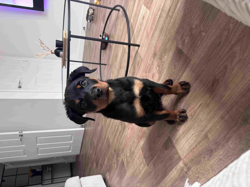 Rottweiler for adoption in Wymeswold, Leicestershire – 3 months old - Image 2 of 4