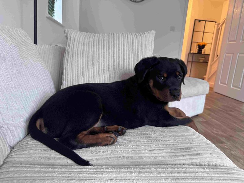 Rottweiler for adoption in Wymeswold, Leicestershire – 3 months old
