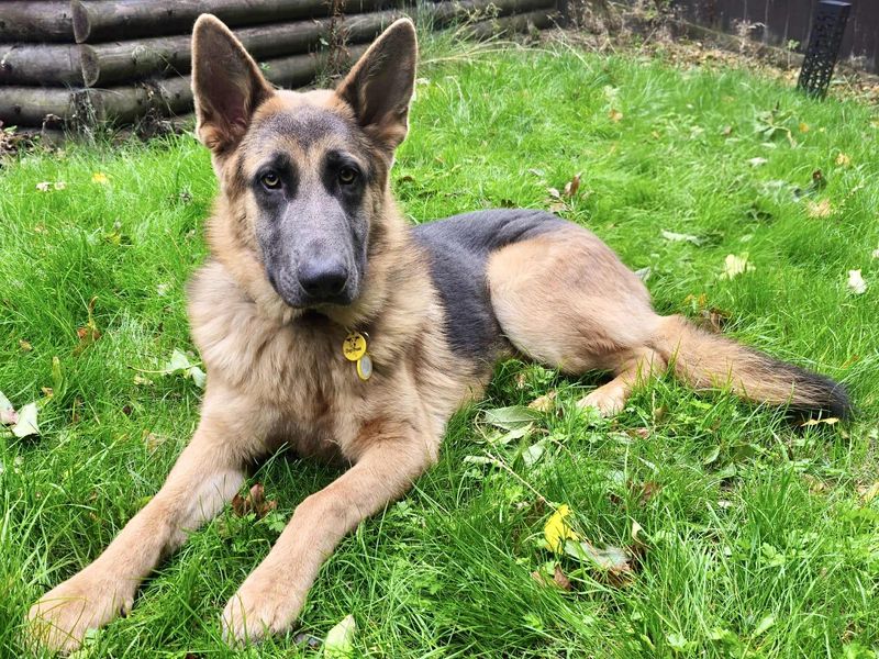 German Shepherd for adoption in Evesham, Worcestershire – 10 months old