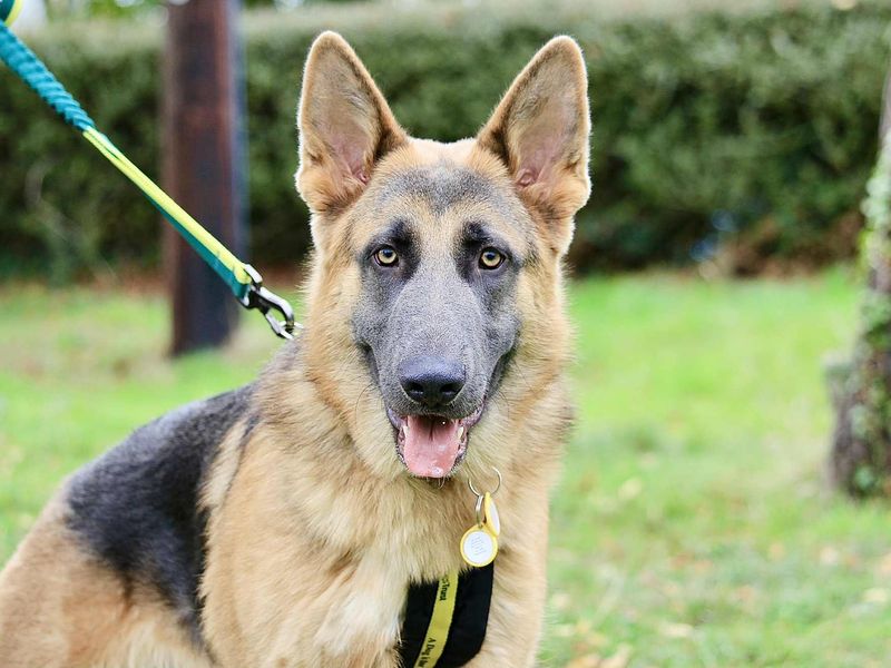 German Shepherd for adoption in Evesham, Worcestershire – 10 months old - Image 3 of 3