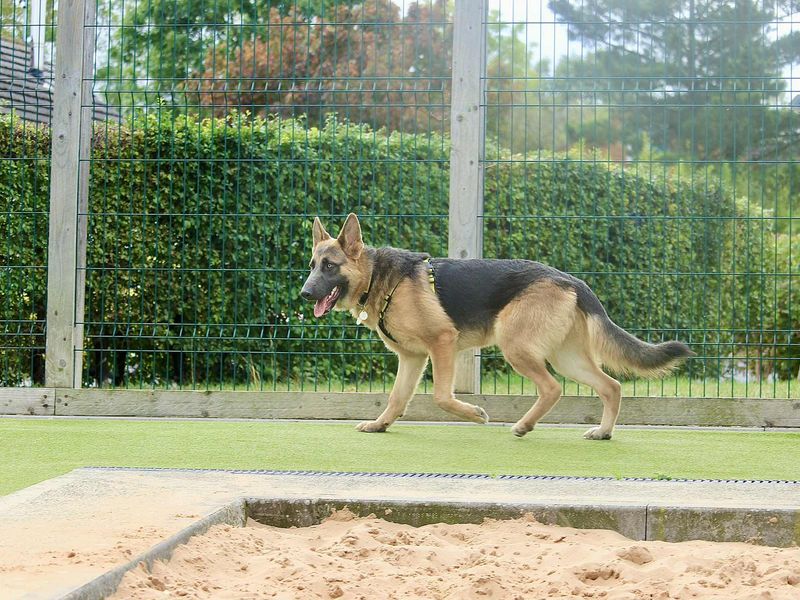 German Shepherd for adoption in Evesham, Worcestershire – 10 months old - Image 2 of 3