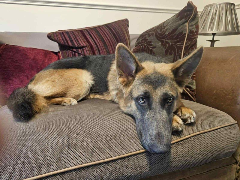 Sterling | German Shepherd Dog | Evesham (Worcestershire) - 1