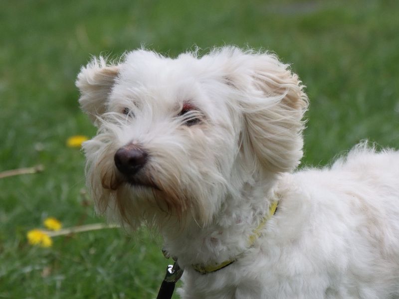 Maggie, a 4 years old female Unknown available for adoption from Dogs Trust in Evesham, West Midlands