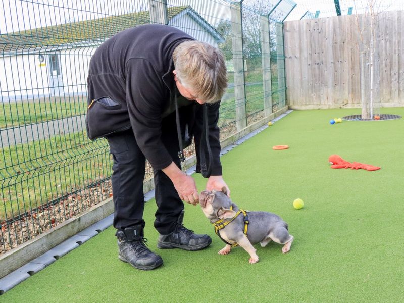 Griffin - Image 7 of 7