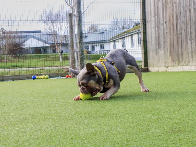 Griffin - Image 2 of 7