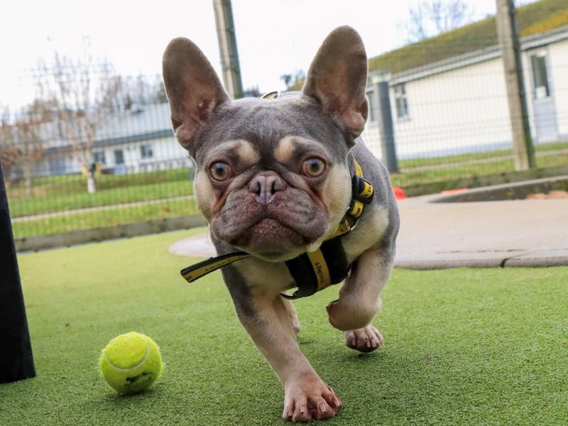 Griffin - Image 5 of 7