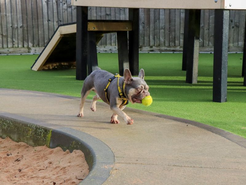 Griffin - Image 6 of 7