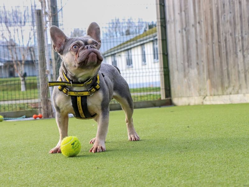 Griffin - Image 4 of 7