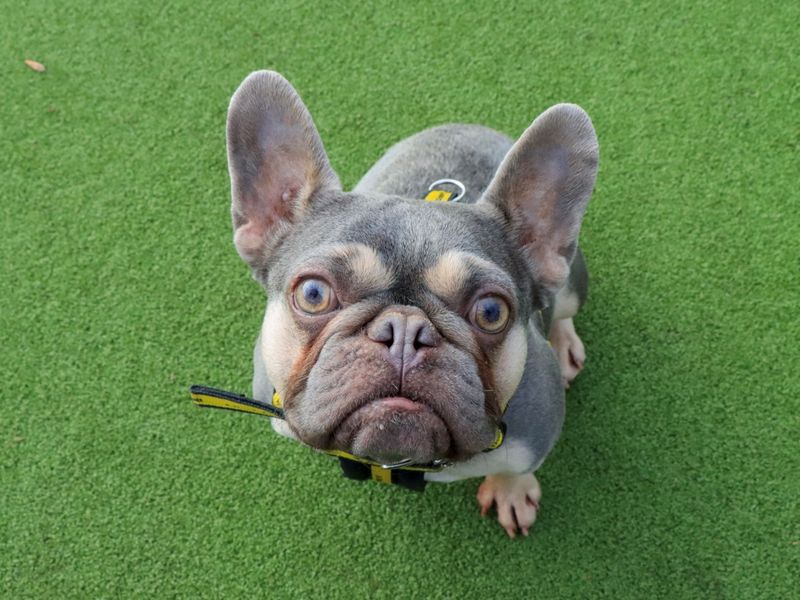 Griffin - Image 3 of 7