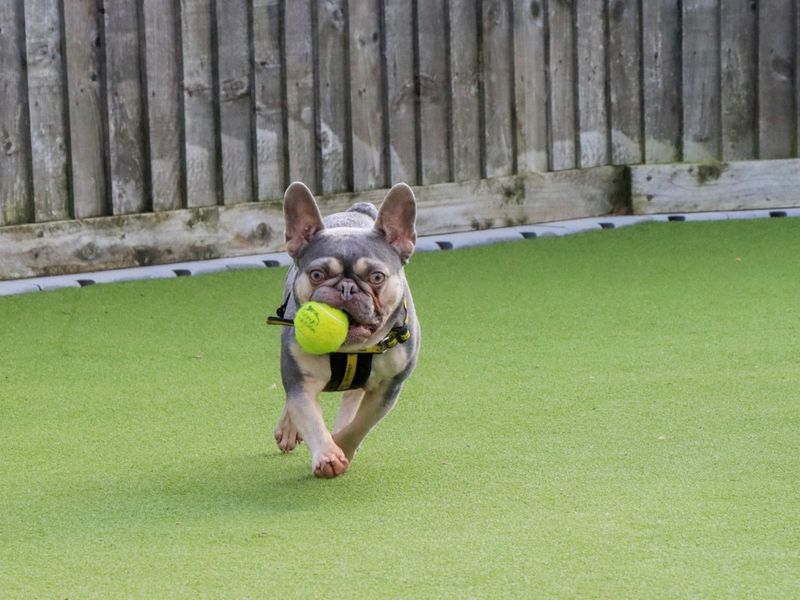 Griffin, a 4 years old male French Bulldog available for adoption from Dogs Trust in Evesham, West Midlands