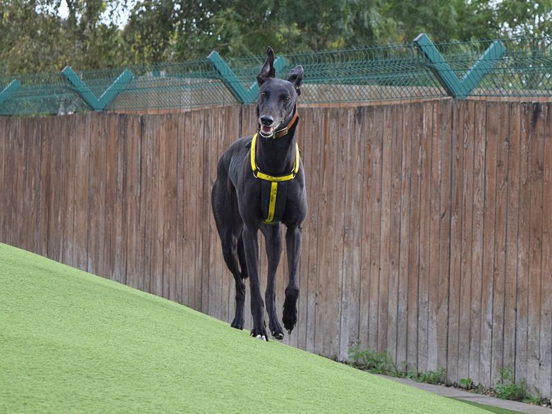 Greyhound for adoption in Uxbridge, London – 4 years old - Image 4 of 4