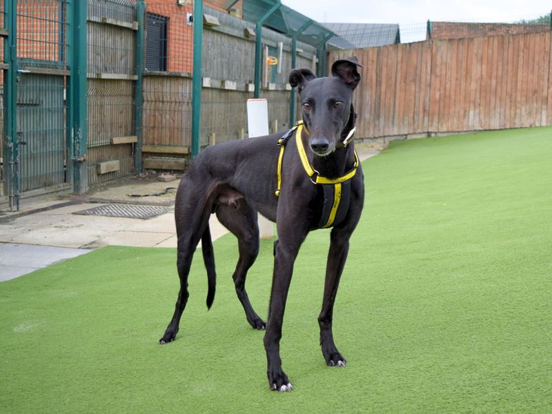 Greyhound for adoption in Uxbridge, London – 4 years old - Image 3 of 4