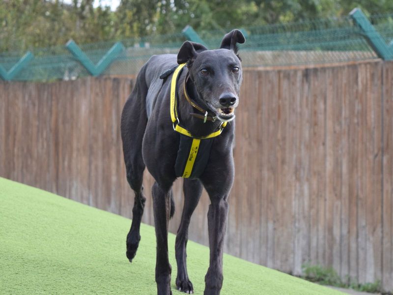Greyhound for adoption in Uxbridge, London – 4 years old