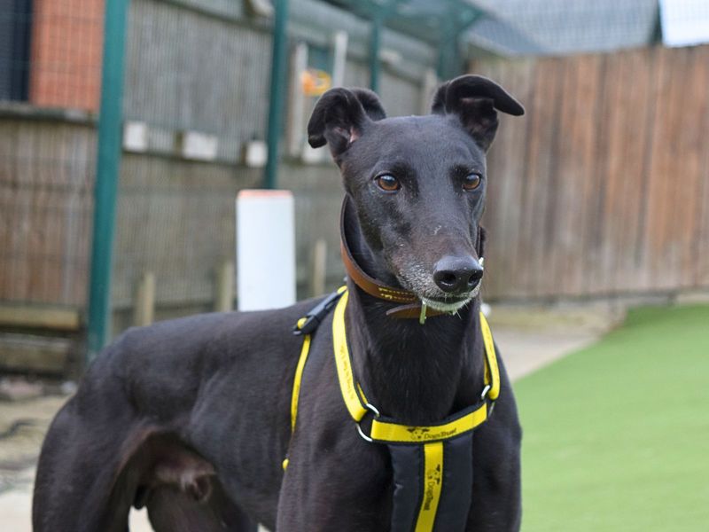 Greyhound for adoption in Uxbridge, London – 4 years old - Image 2 of 4