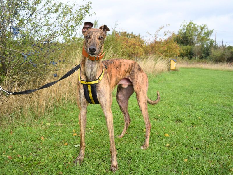Greyhound for adoption in Uxbridge, London – 4 years old - Image 3 of 3