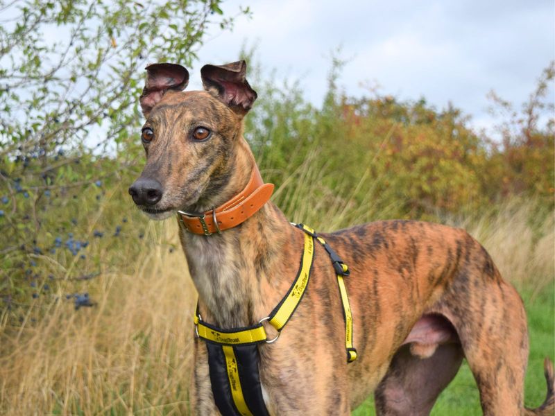 Greyhound for adoption in Uxbridge, London – 4 years old
