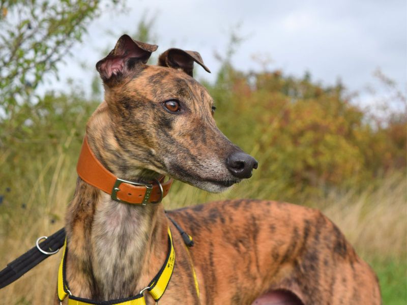 Greyhound for adoption in Uxbridge, London – 4 years old - Image 2 of 3