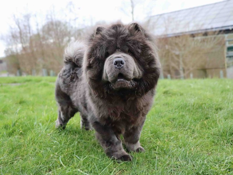 Rufus, a 4 years old male Chow Chow available for adoption from Dogs Trust in Darlington, County Durham