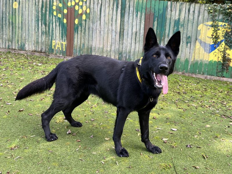 Cassie | German Shepherd Dog | Ilfracombe - 2