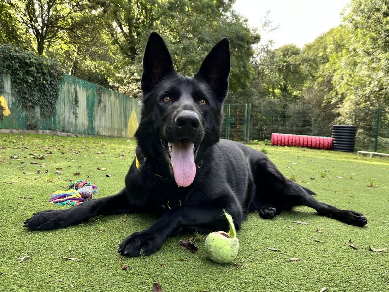 Cassie | German Shepherd Dog | Ilfracombe - 4