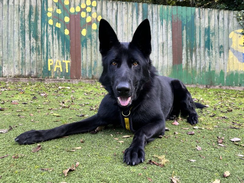 Cassie | German Shepherd Dog | Ilfracombe - 5