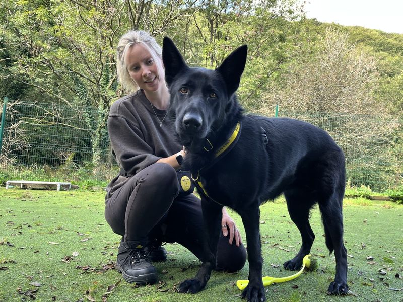 Cassie | German Shepherd Dog | Ilfracombe - 3