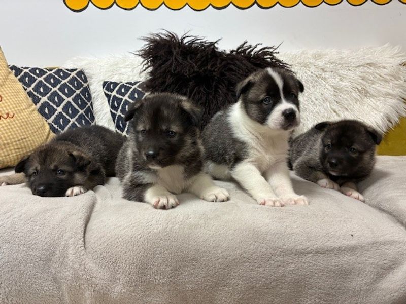 Siberian Husky for adoption in Cardiff, Glamorgan – 7 weeks old - Image 2 of 2