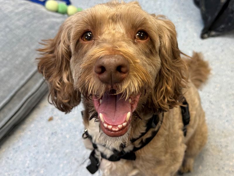 Cocker Spaniel for adoption in Wymeswold, Leicestershire – 6 years old - Image 3 of 3