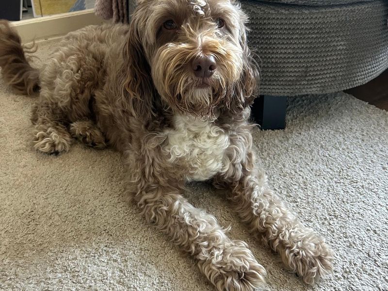 Cocker Spaniel for adoption in Wymeswold, Leicestershire – 6 years old