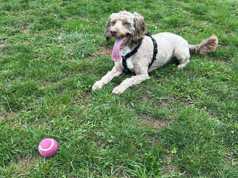 Cocker Spaniel for adoption in Wymeswold, Leicestershire – 6 years old - Image 2 of 3