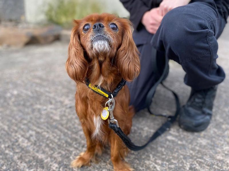 Cavalier King Charles Spaniel Dogs And Puppies For Adoption
