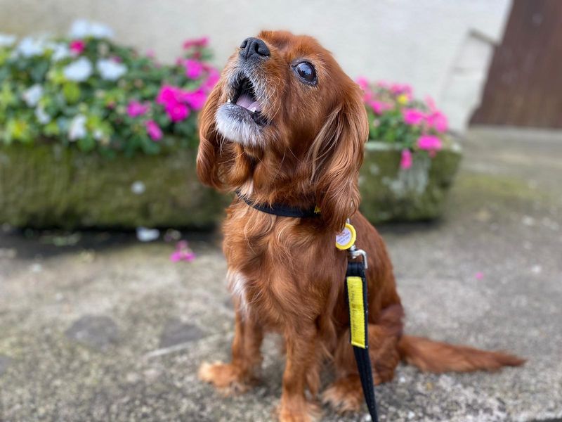 Cavalier King Charles Spaniel for adoption in , – 7 years old - Image 2 of 4