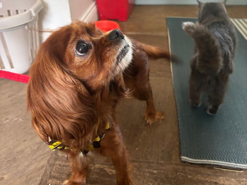 Cavalier King Charles Spaniel for adoption in , – 7 years old - Image 4 of 4