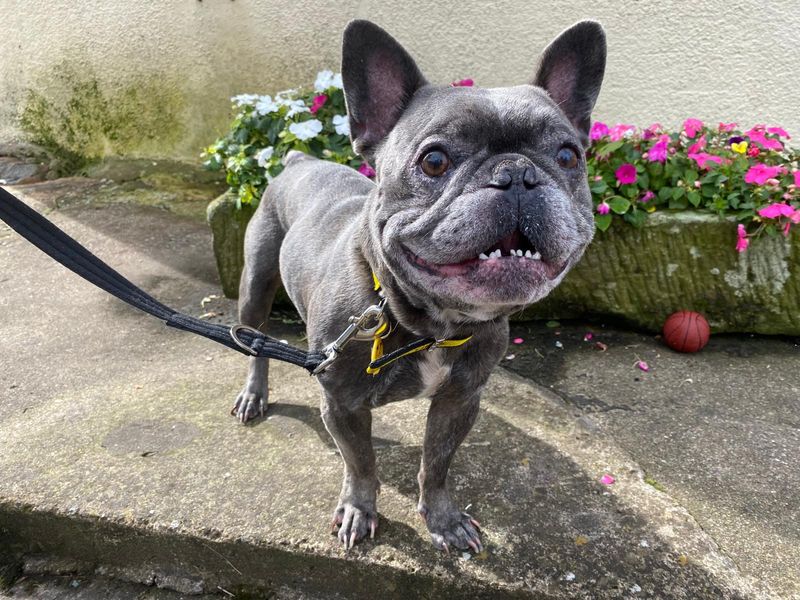 French Bulldog for adoption in West Calder, West Lothian – 6 years old - Image 4 of 5