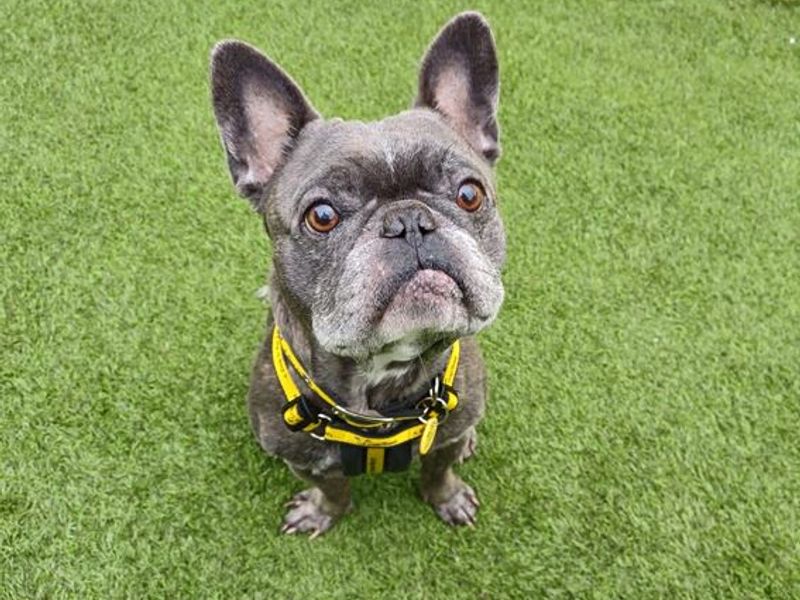 French Bulldog for adoption in West Calder, West Lothian – 6 years old - Image 3 of 5