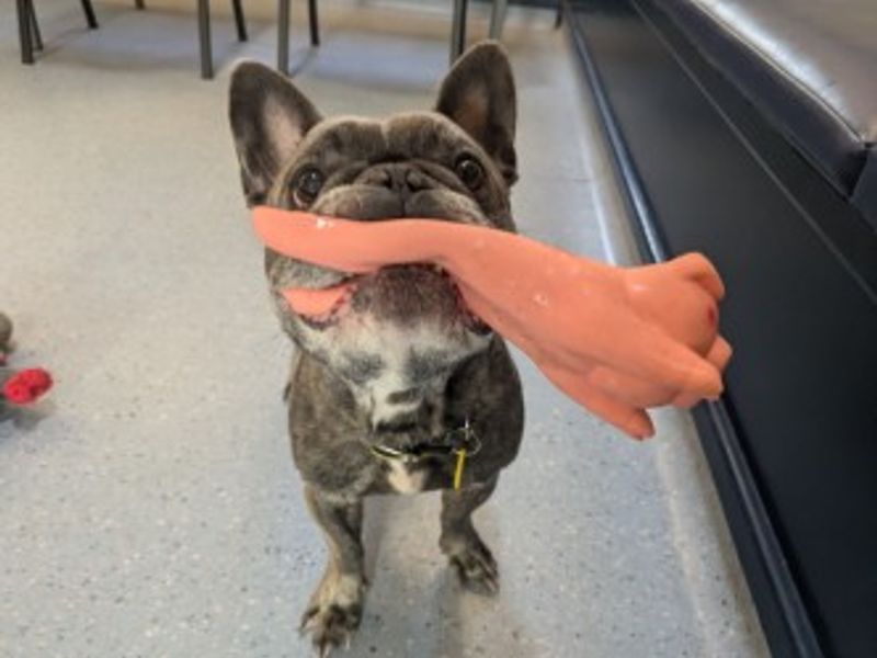 French Bulldog for adoption in West Calder, West Lothian – 6 years old - Image 5 of 5