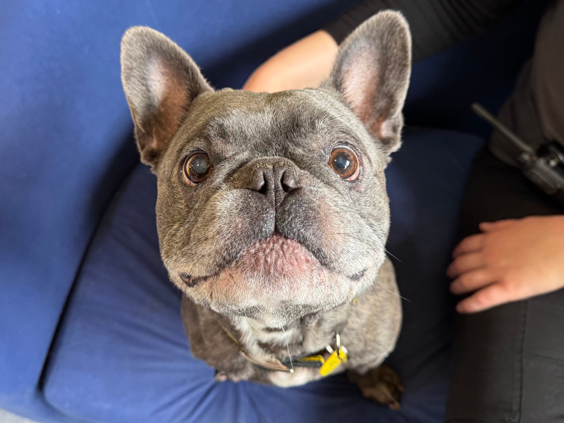 Rocky | French Bulldog | West Calder (Edinburgh) - 1