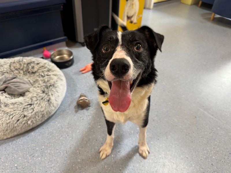 Border Collie for adoption in West Calder, West Lothian – 6 years old